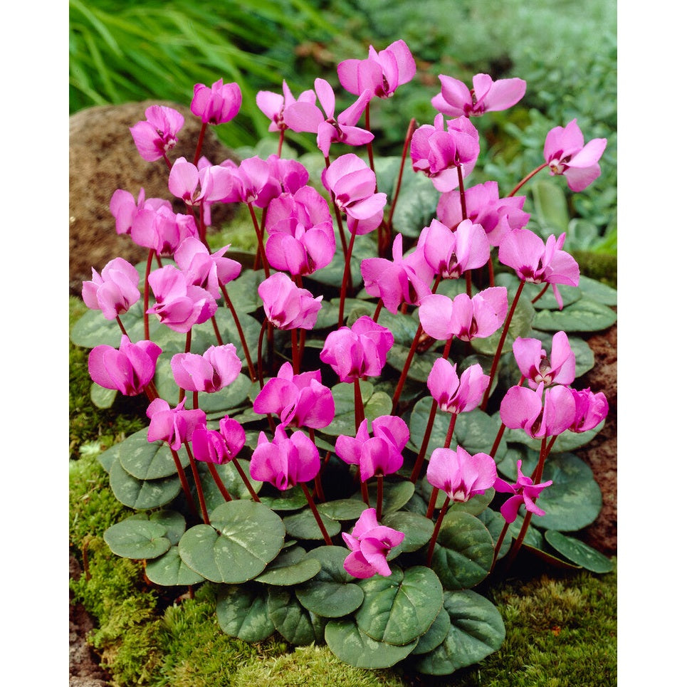 Kääpiösyklaami - Cyclamen Coum 2 -pakkaus