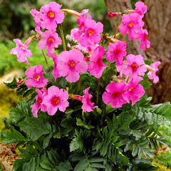 Incarvillea Pink 1-pack