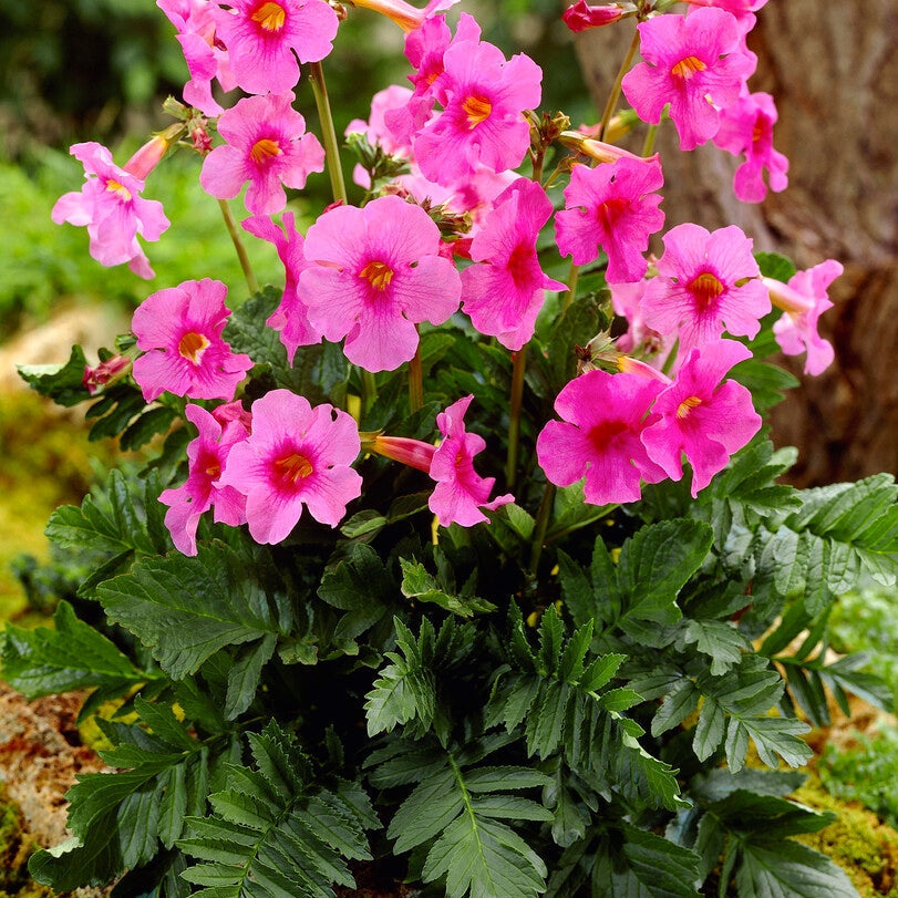 Incarvillea Pink 1-pakkaus