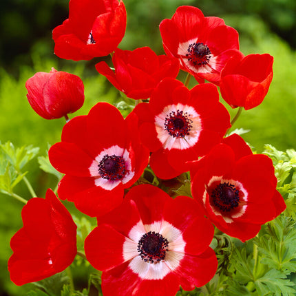 Bukettanemon-Anemone Coronaria 'Hollandia' 20-pack