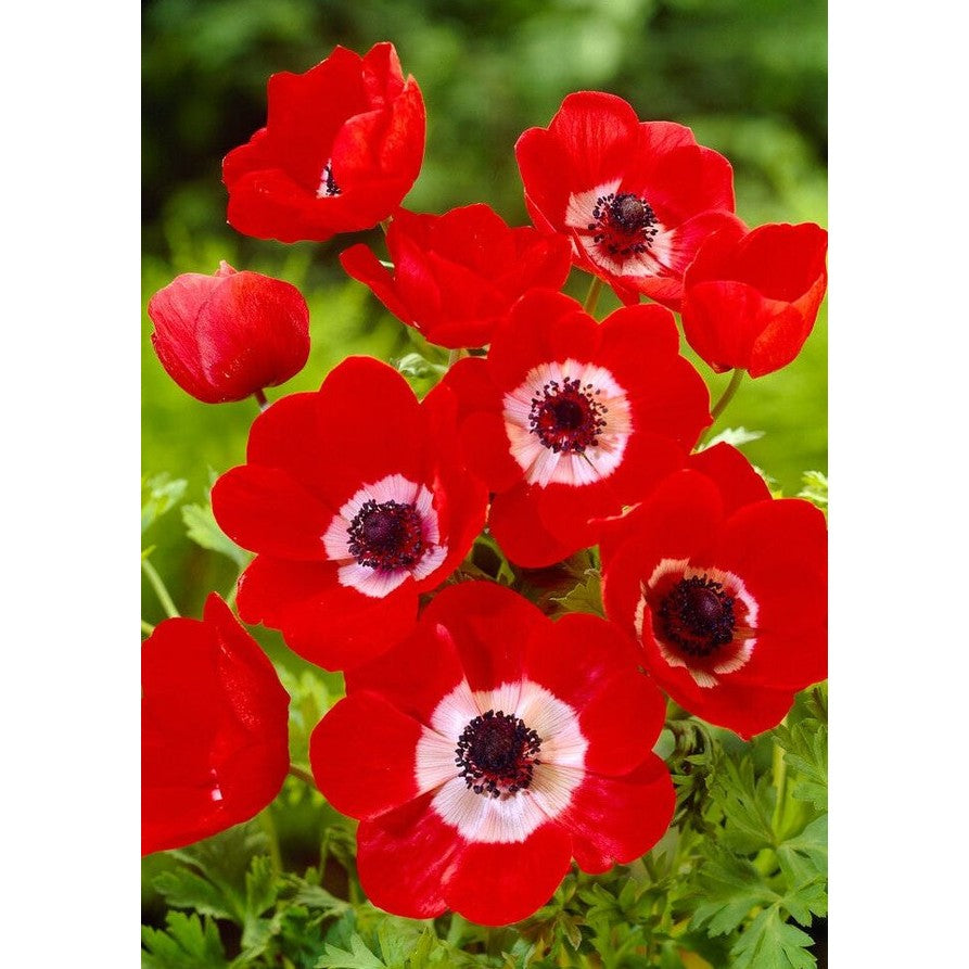 Bukettianemone-Anemone Coronaria &