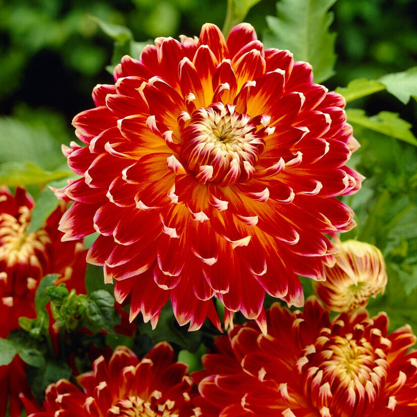 Dahlia Dekoratiivinen Akita 1-pakkaus