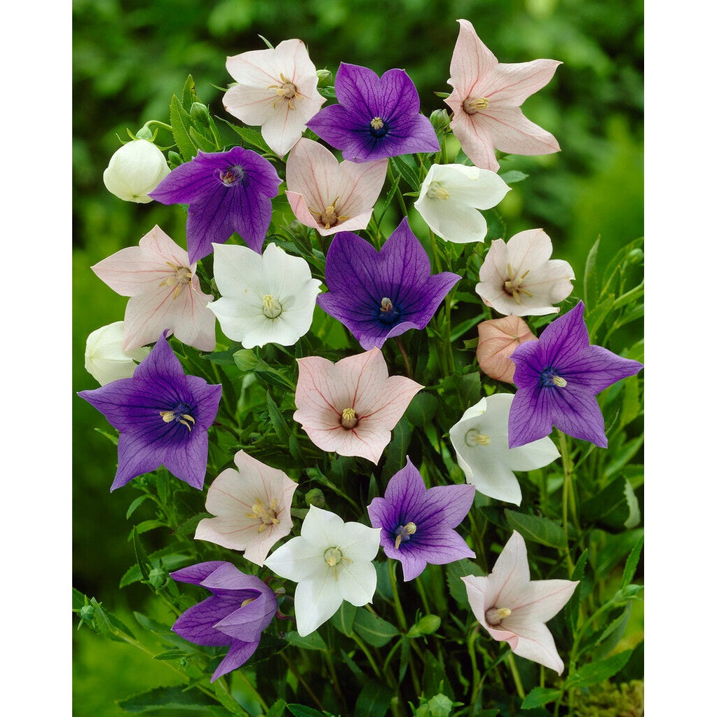 Platycodon Sekoitus 3-pakkaus