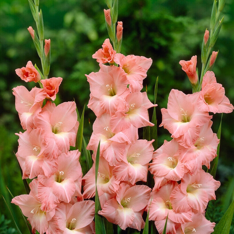 Gladiolus Rose Supreme 10-pakkaus