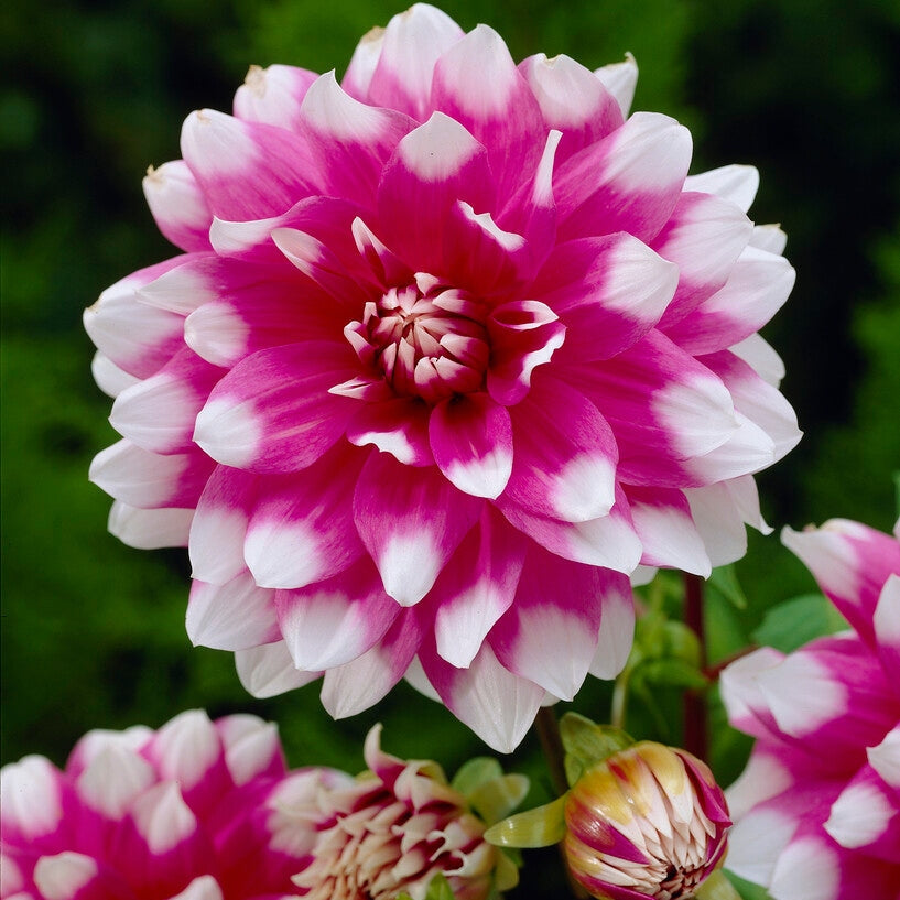 Dahlia Dekoratiivinen Jean Marie 1-pakkaus