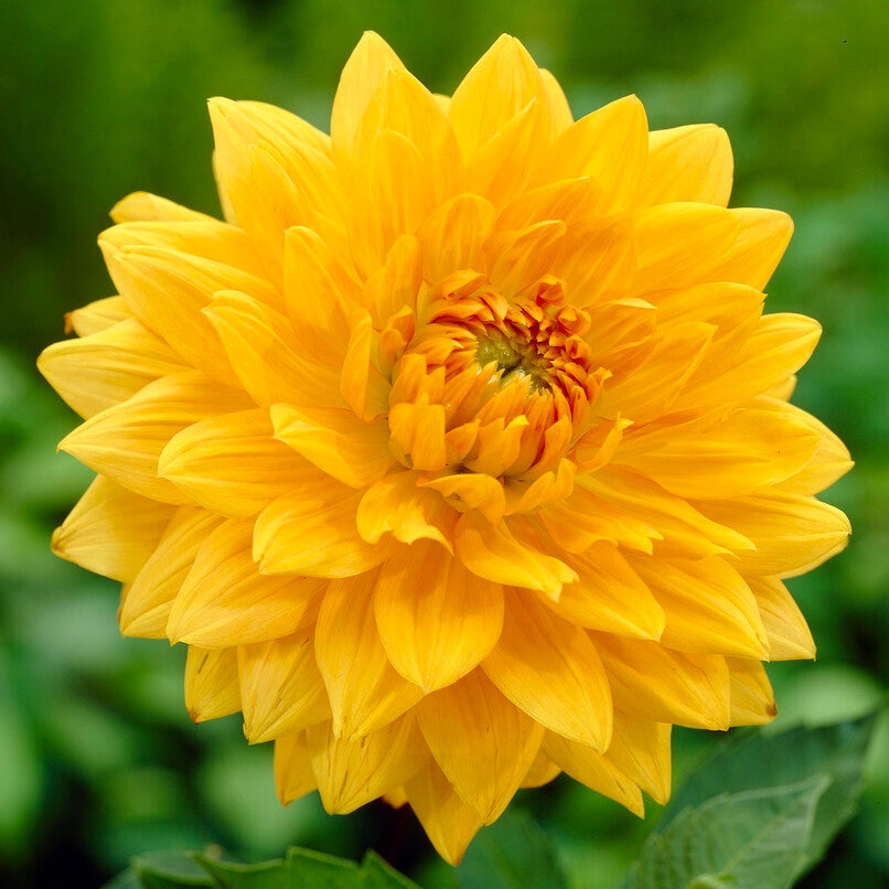 Dahlia Dekoratiivinen Noordwijks Glory 1-paketti