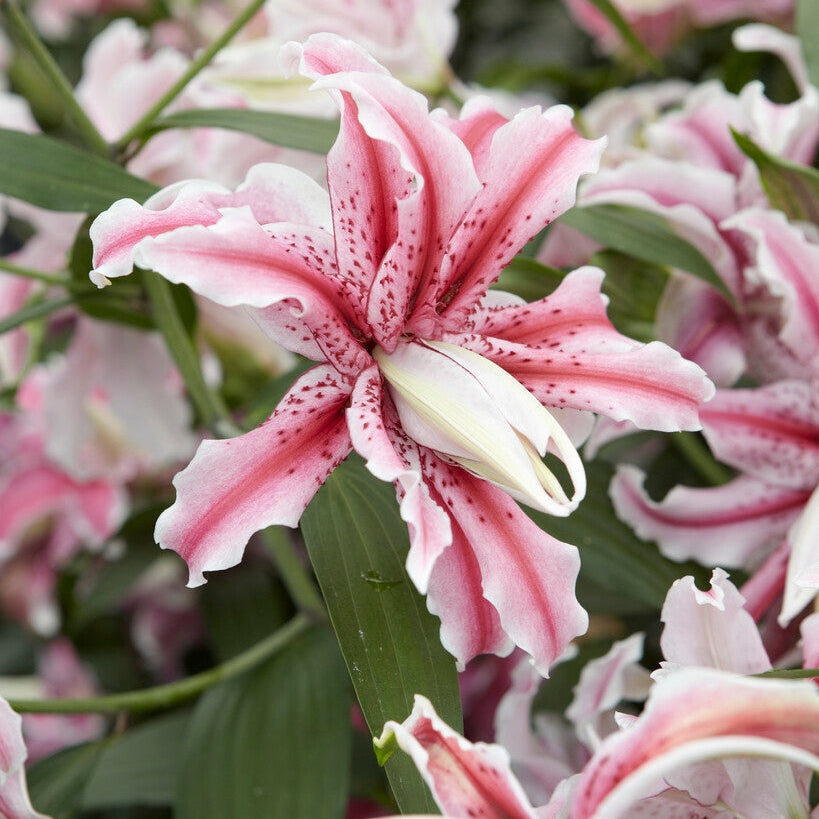 Lilja-Lilium Magic Star 1-pakkaus