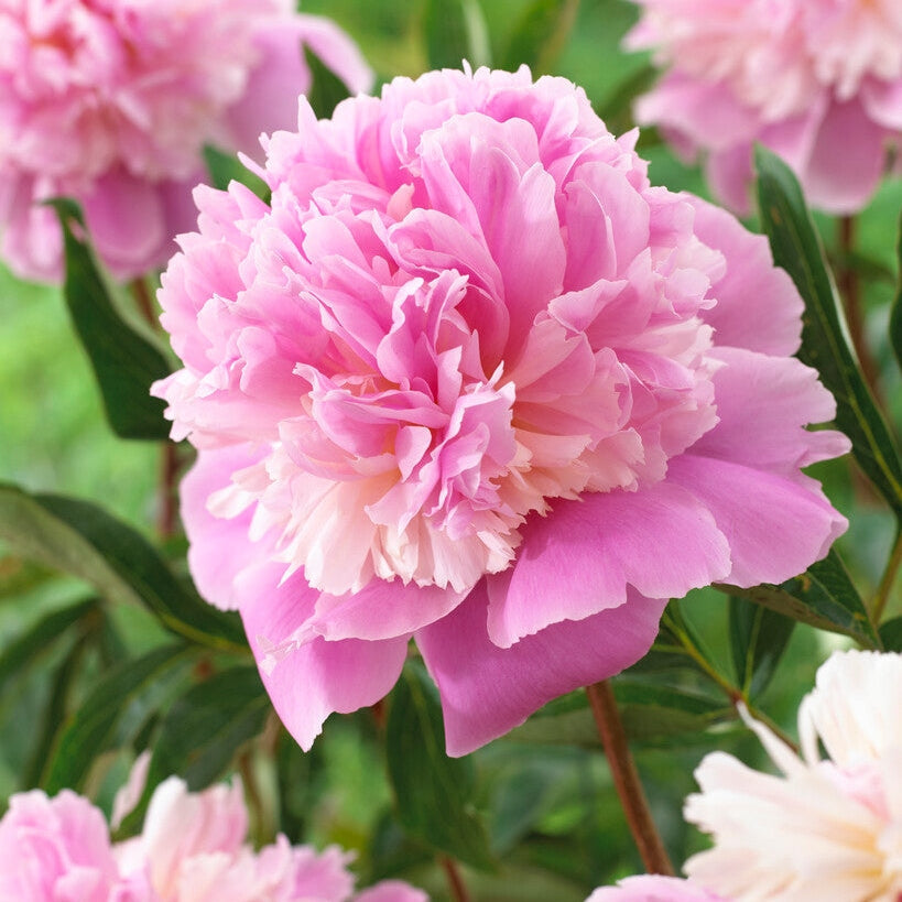 Pioni-Paeonia Sorbet 1-pakkaus