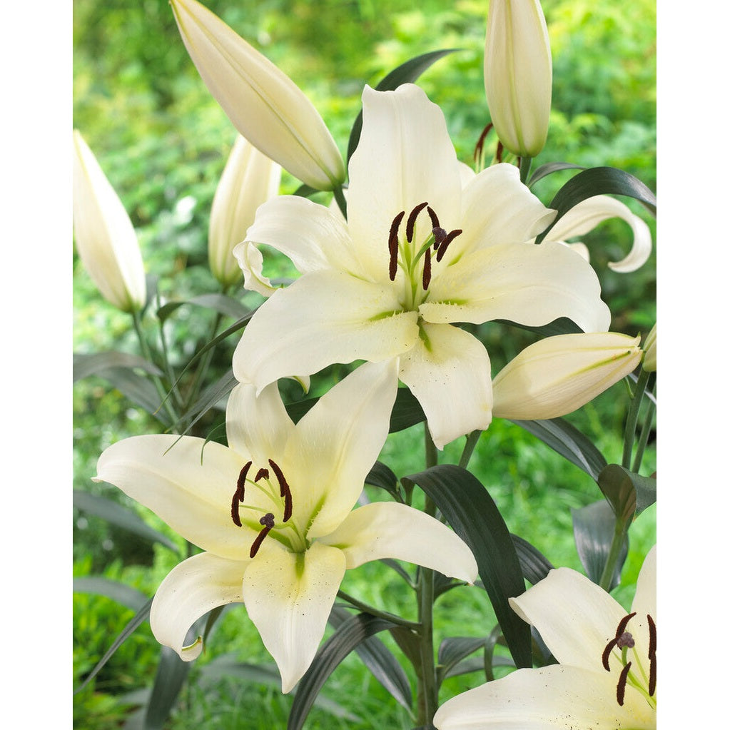 Lilja-Lilium Ice Miesten 2-pack