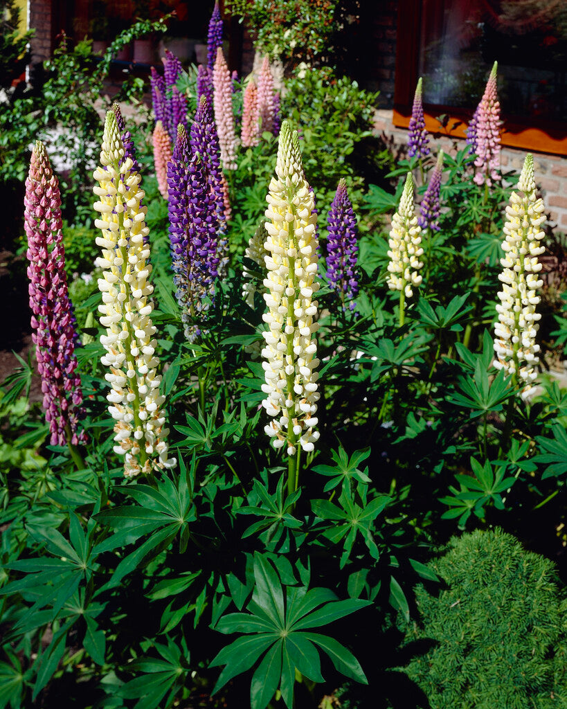 Lupinus Hybrid Mixed 3-pack