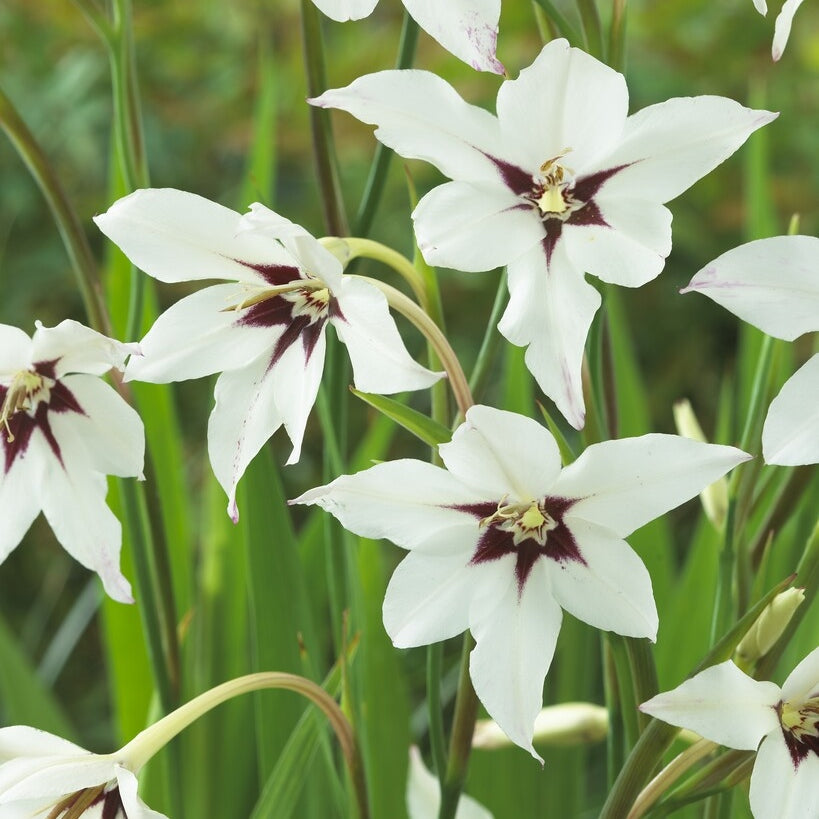 Tuoksulilja - Gladiolus Callianthus Murielae 10-pakkaus