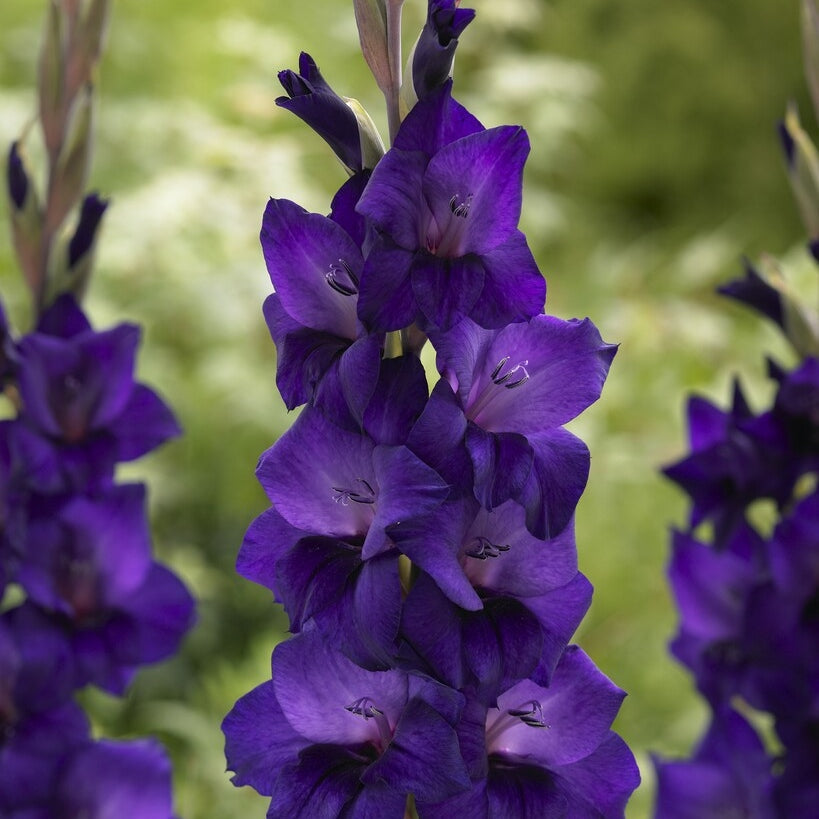Gladiolus Purple Flora 10-pakkaus