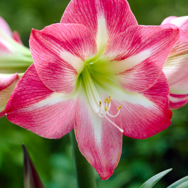 Amaryllis-Hippeastrum 'Exposure' 1-pack