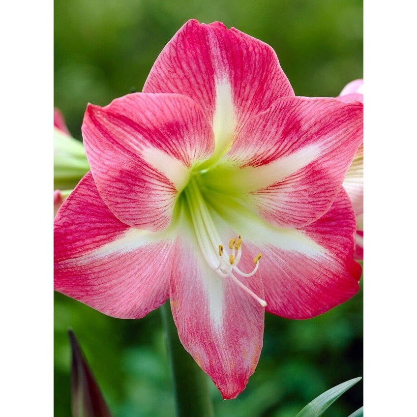 Amaryllis-Hippeastrum &
