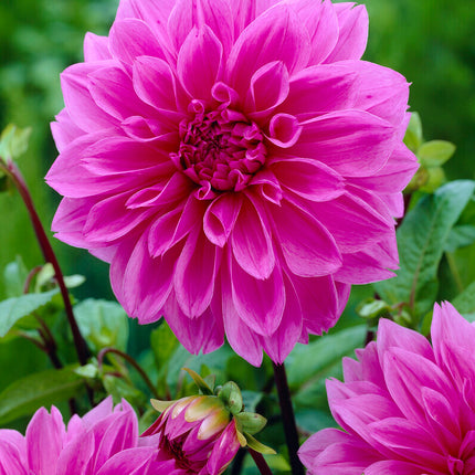 Dahlia Dekorativ Lilac Time 1-pack