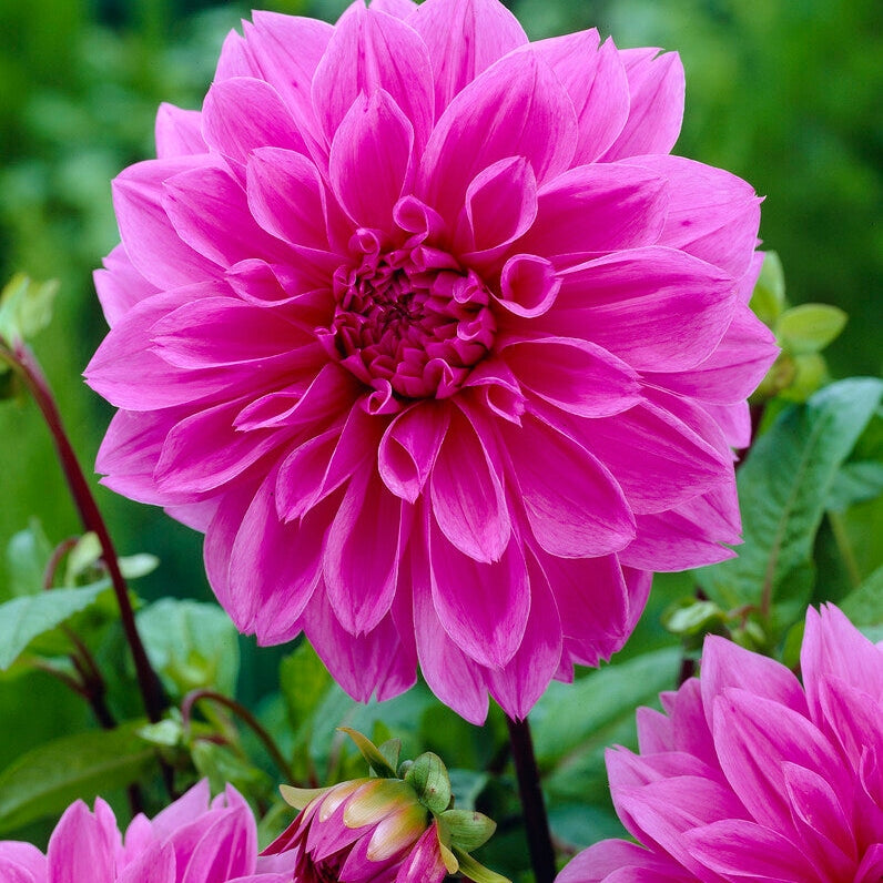 Dahlia Dekoratiivinen Lilac Time 1-pakkaus