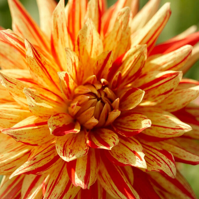 Dahlia Kaktus Raidallinen Vulcan 1-pakkaus