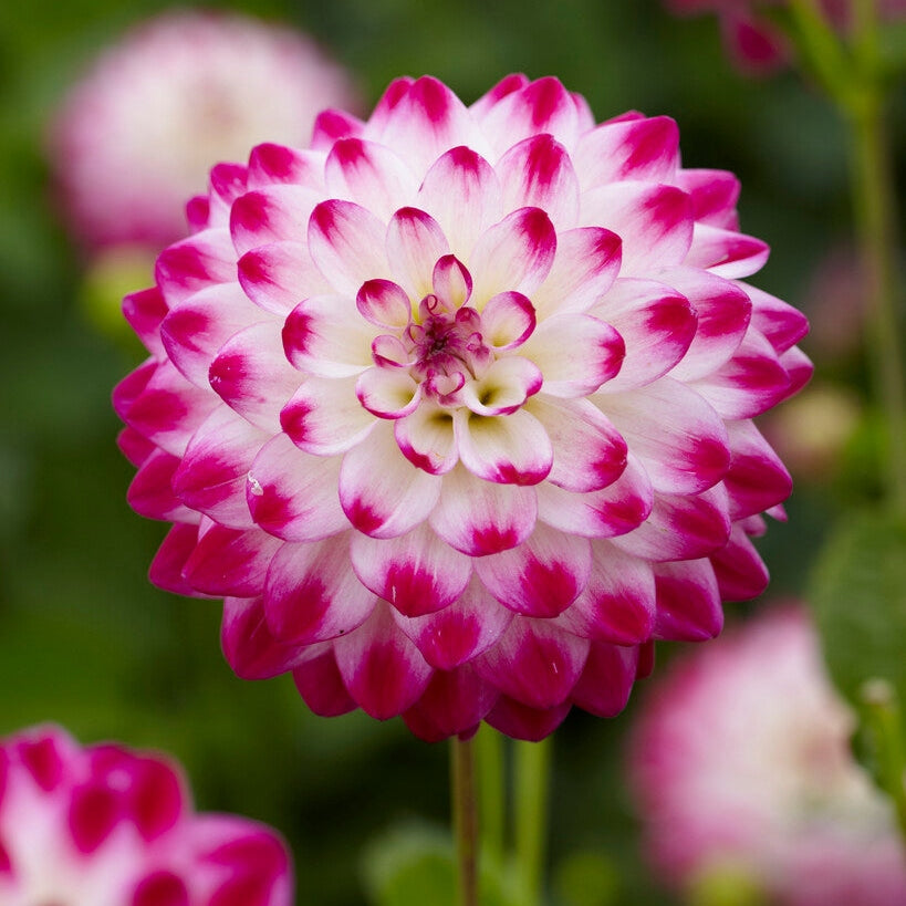 Dahlia Uncle Hankey Koristeellinen 1-pakkaus UUTUUS