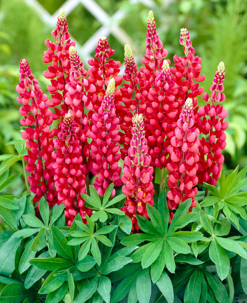 Lupinus Red 1-pakkaus