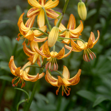 Krollilja-Lilium martagon 'Sunny Morning' 1-pack