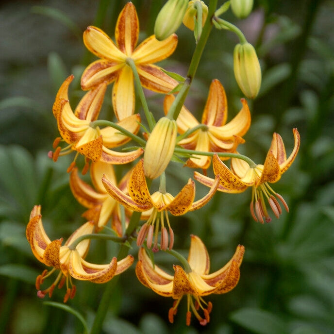 Krollija-Lilium Martagon Sunny Morning 1-pakkaus