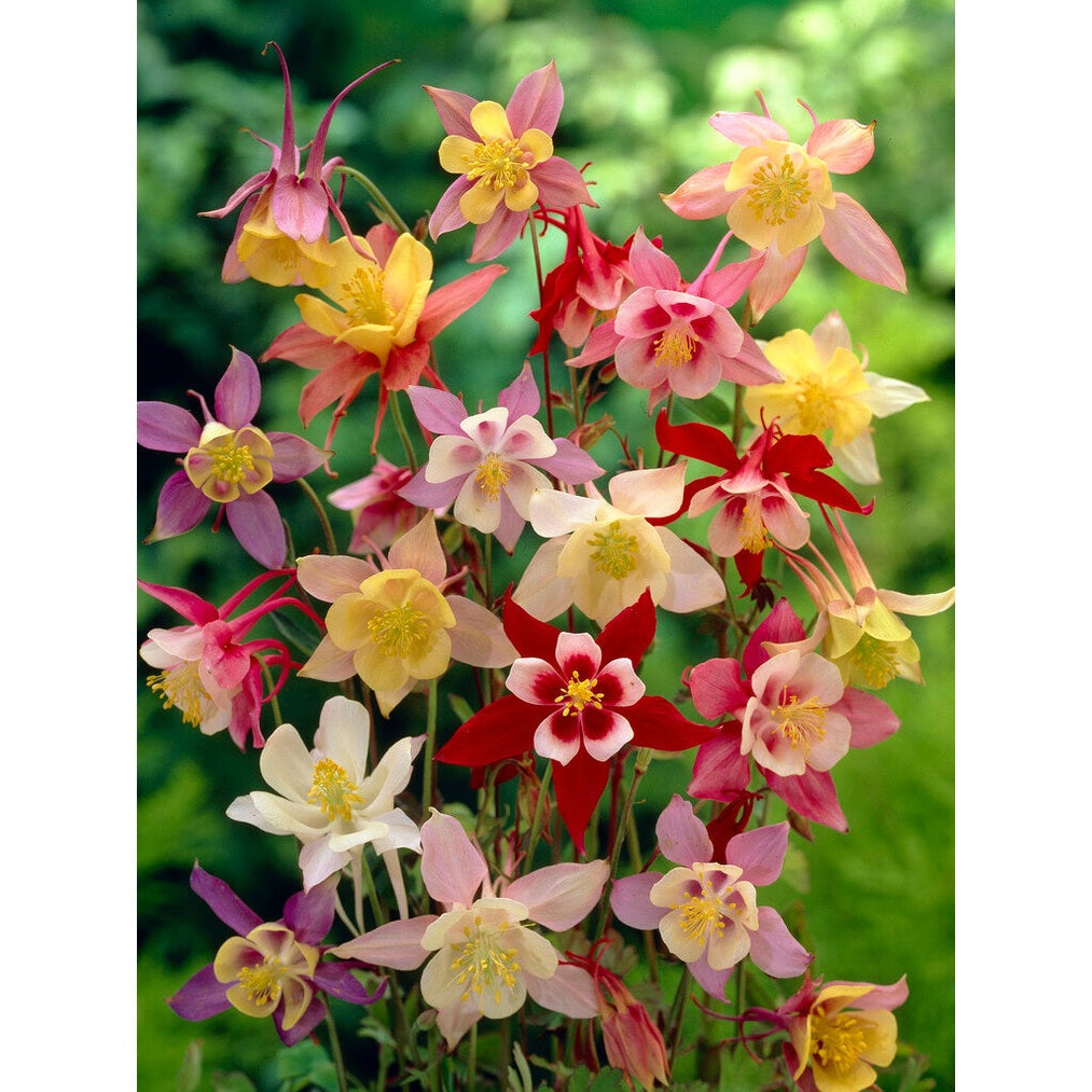 Akleja-Aquilegia Sekapaketti 3 kpl