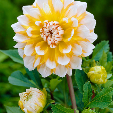 Dahlia Dekorativ Seattle 1-pack