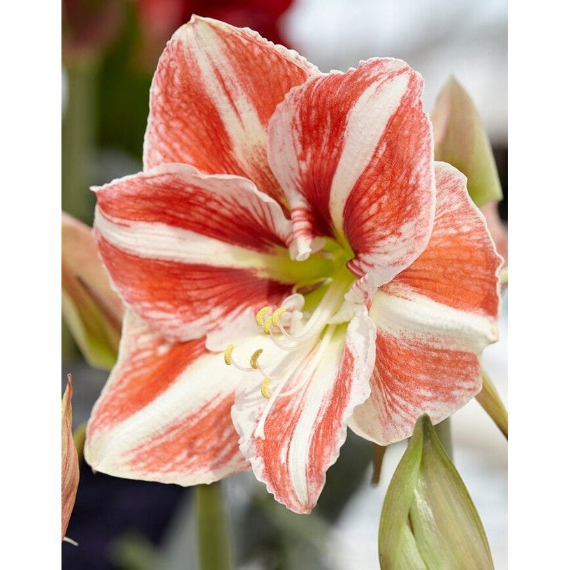 Amaryllis-Hippeastrum &