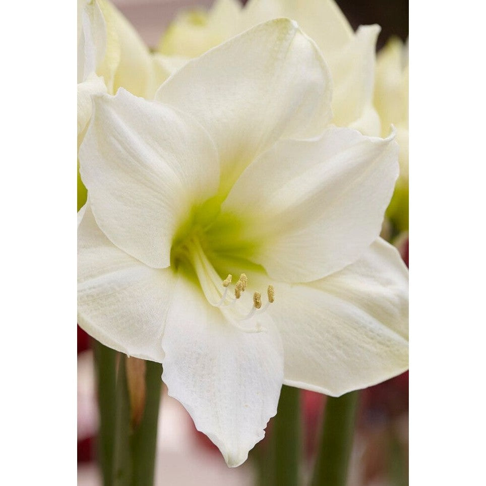 Amaryllis-Hippeastrum &