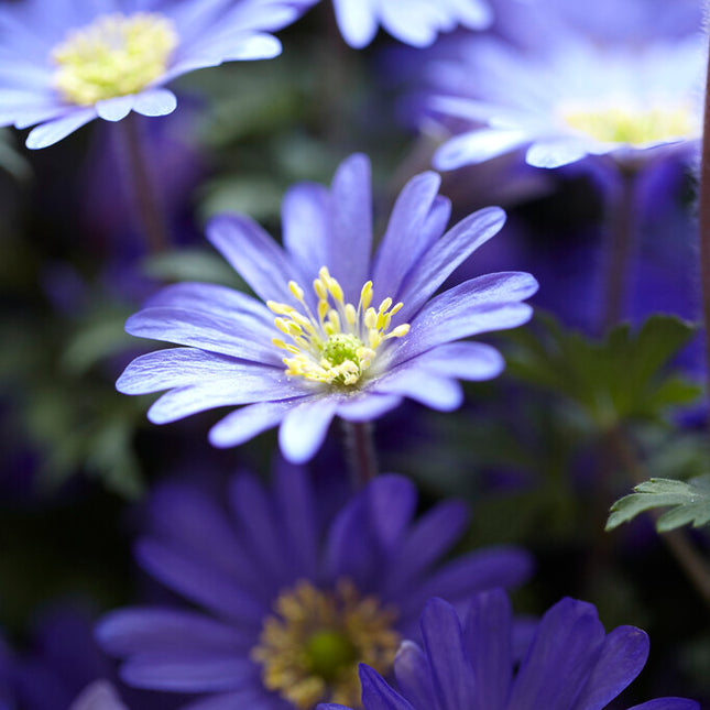 Balkansippa-Anemone Blanda 'Blue Shades' 20-pack