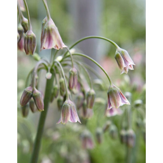 Hunajasipuli-Nectaroscordum Siculum 7-pakkaus