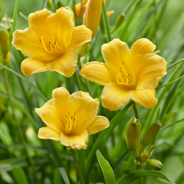 Daglilja-Hemerocallis Stella d'Or 1-pack