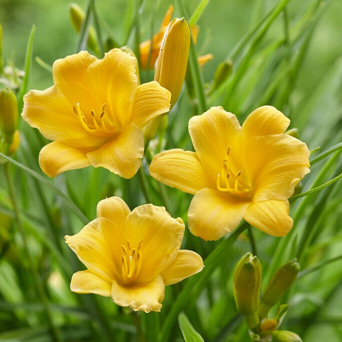 Päivänlilja-Hemerocallis Stella d&
