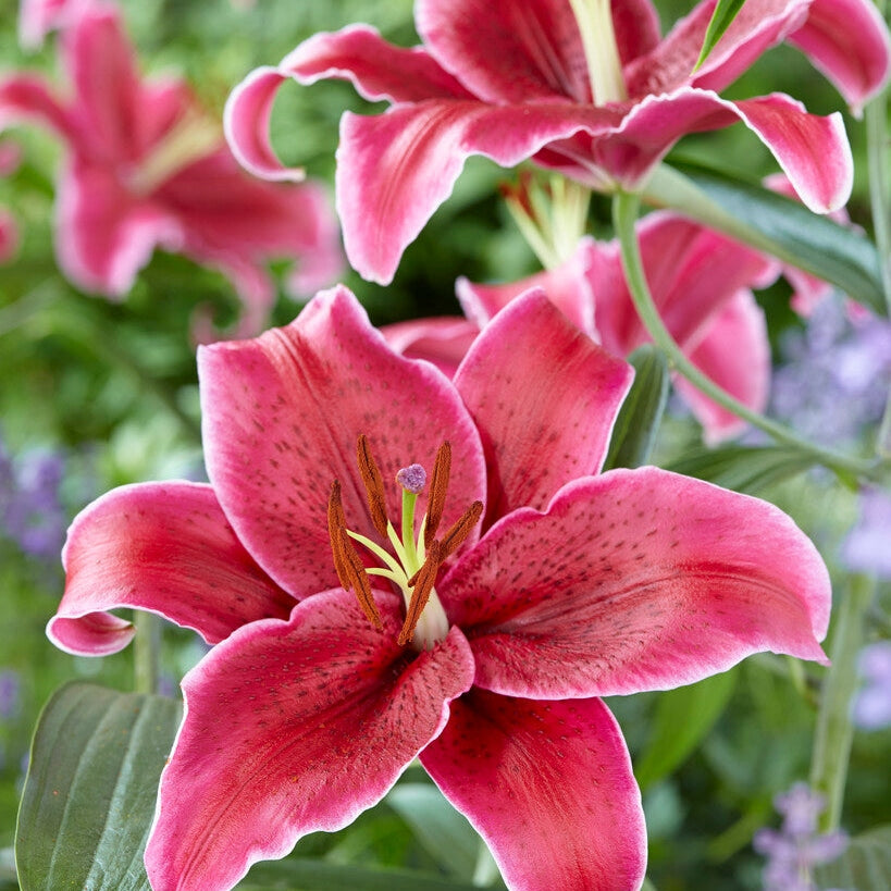 Itämainen lilja - Lilium Oriental Corvara 2-pack