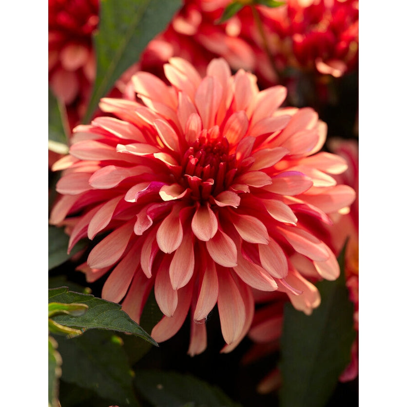 Dahlia Gallerie Art Deco 1-pack Uutuus