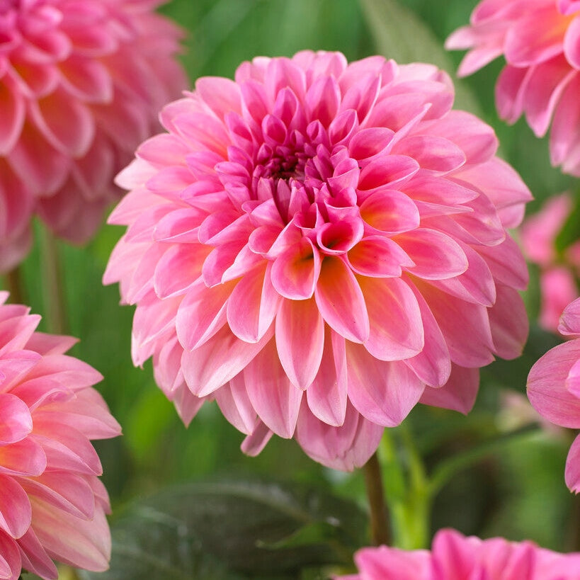 Dahlia Boll Esli 1-pack UUTUUS