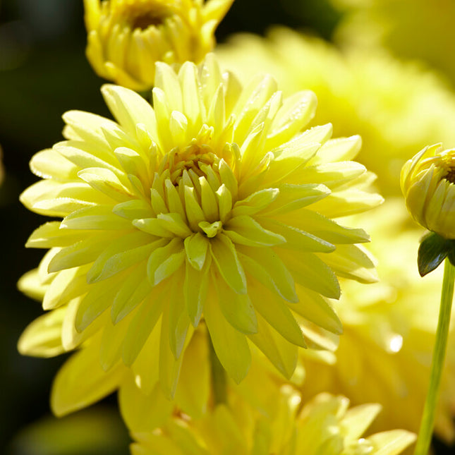 Dahlia Border Melody Latin 1-pack