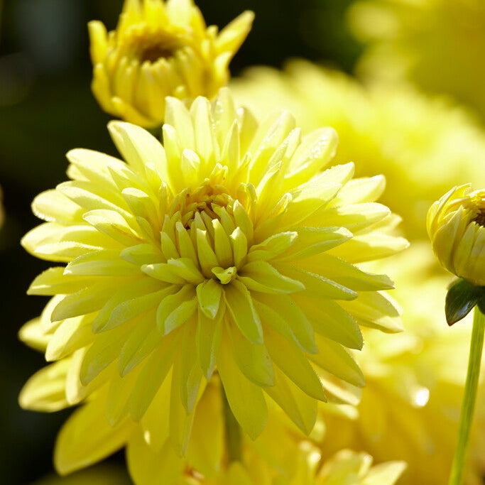 Dahlia Border Melody Latin 1-pakkaus