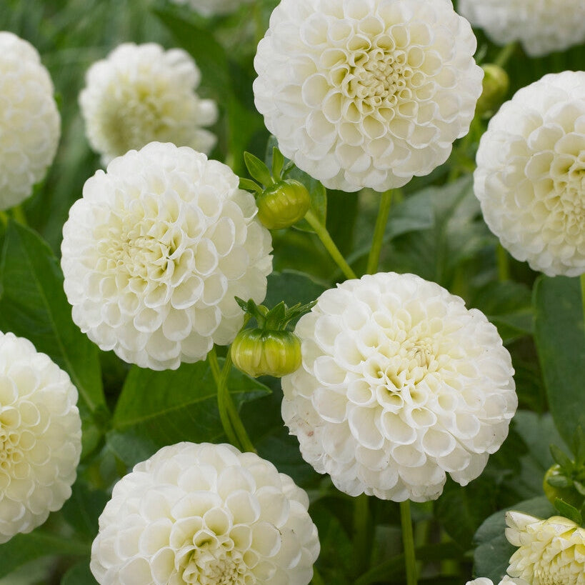 Dahlia Pompon Lumihiutale 1-pakkaus UUTUUS - (Korvataan Valkoinen Aster)