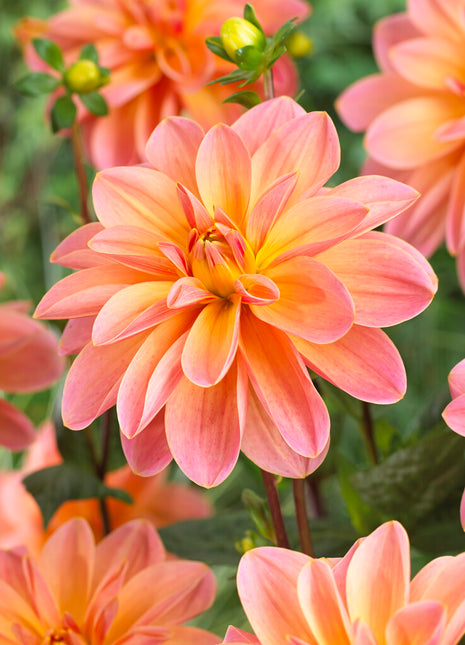 Dahlia Dekorativ Mister Frans 1-pack NYHET