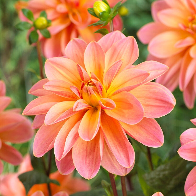 Dahlia Dekorativ Mister Frans 1-pack