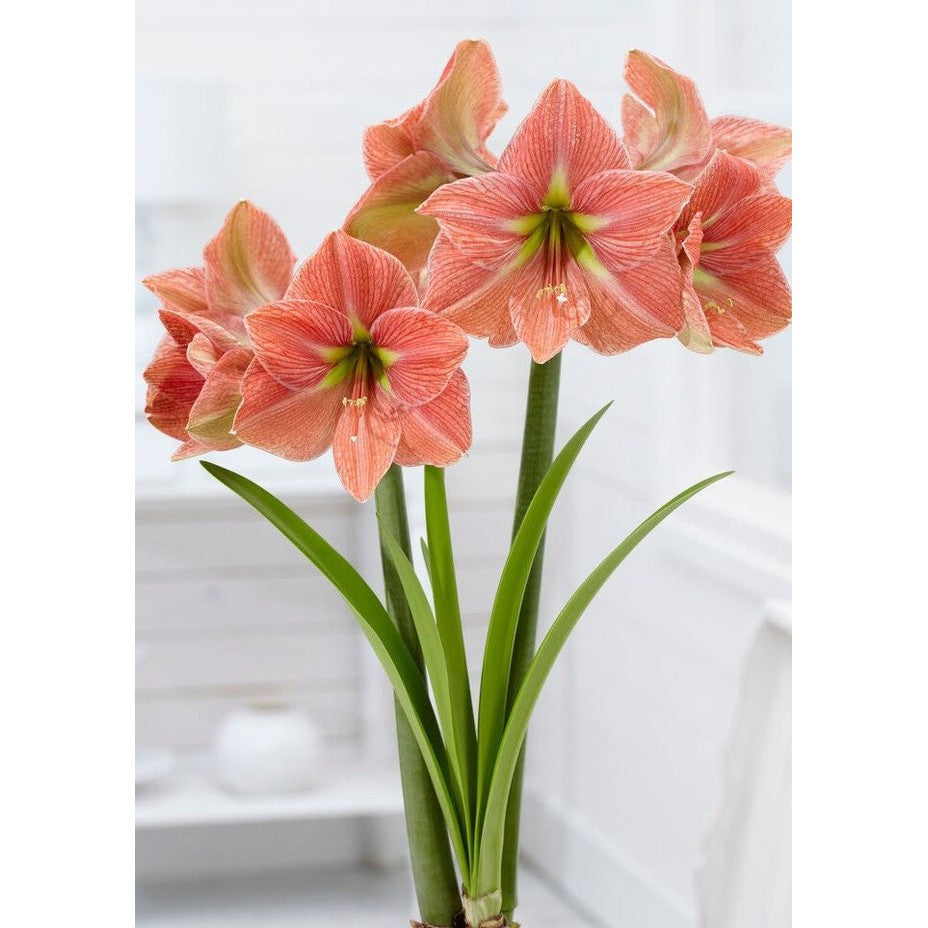 Amaryllis-Hippeastrum &