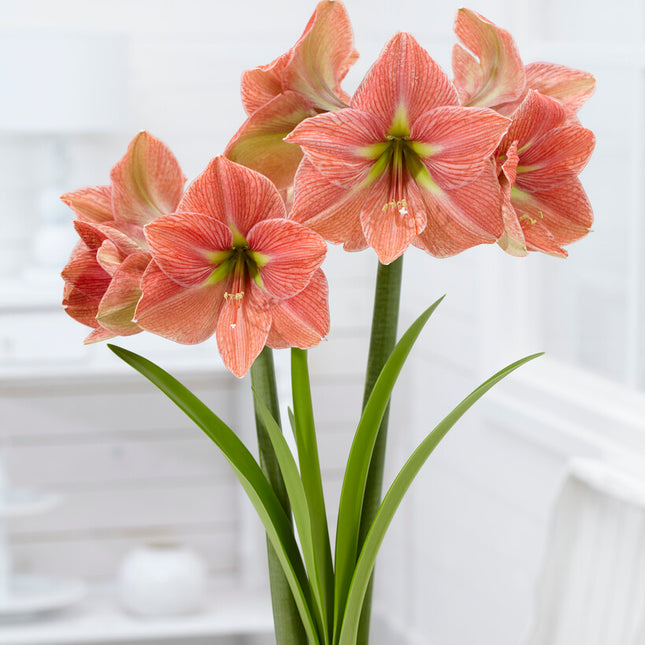 Amaryllis-Hippeastrum 'Terra Cotta Star' 1-pack