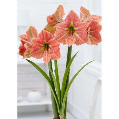 Amaryllis-Hippeastrum &
