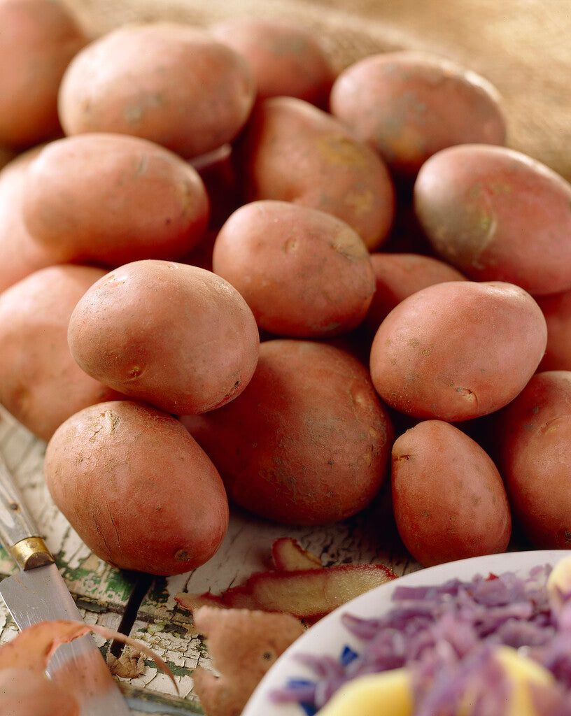 Peruna Bildtstar 10-Pakkaus