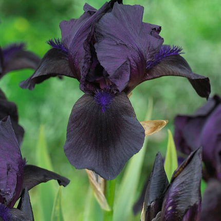 Tyskiris-Iris Germanica Black 1-pack