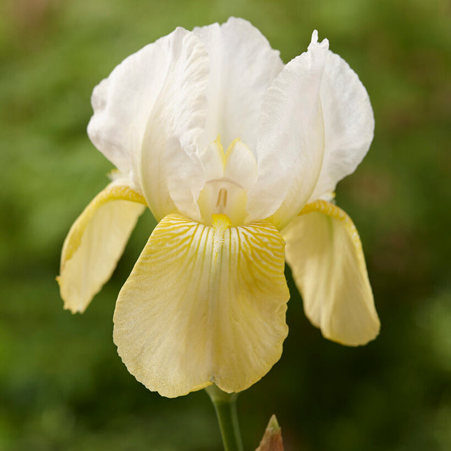 Tyskiris-Iris Germanica Pinnacle 1-pack