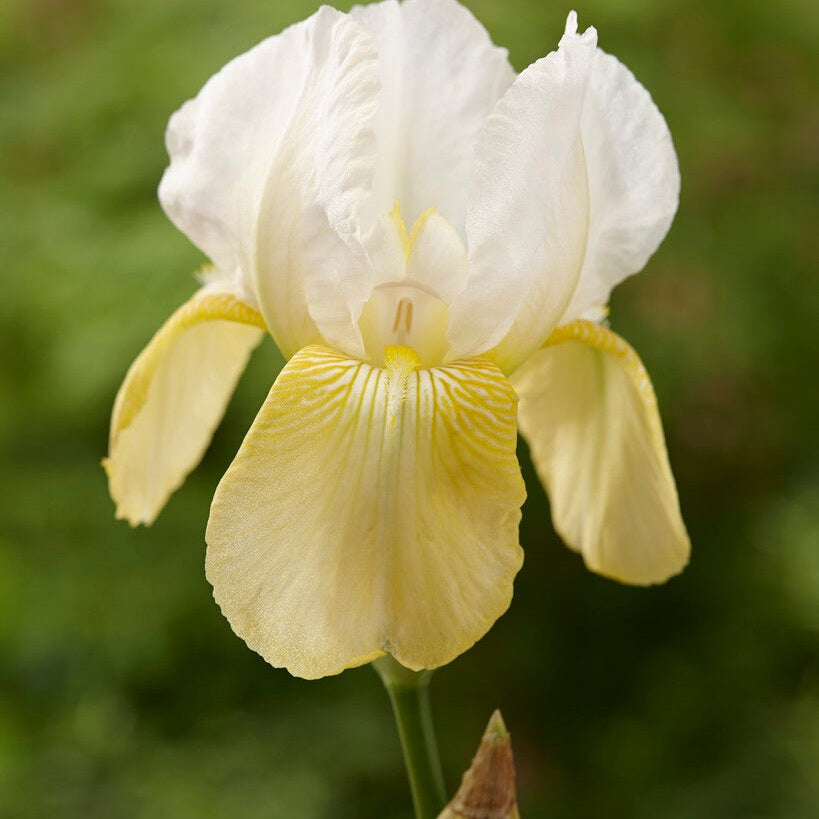 Tyskiris-Iris Germanica Pinnacle 1-pakkaus