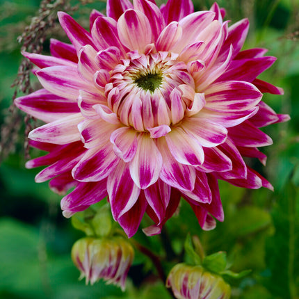 Dahlia Dekorativ Vancouver 1-pack