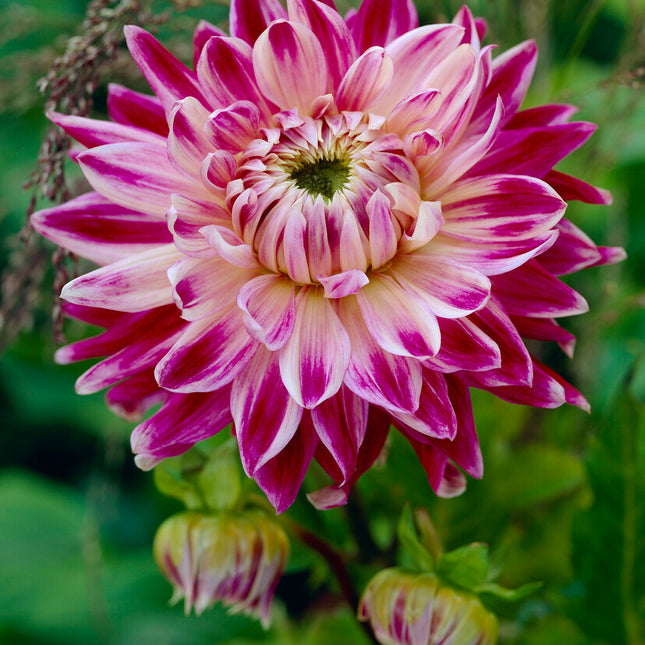 Dahlia Dekorativ Vancouver 1-pack